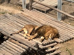 -青藏高原野生动物园