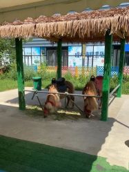 -萌宠亲子动物乐园(槐房万达店)