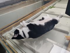 -猫的天空之城概念书店(杭州南宋御街店)