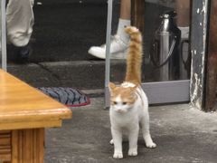 -虎子面粉馆(五一东村店)