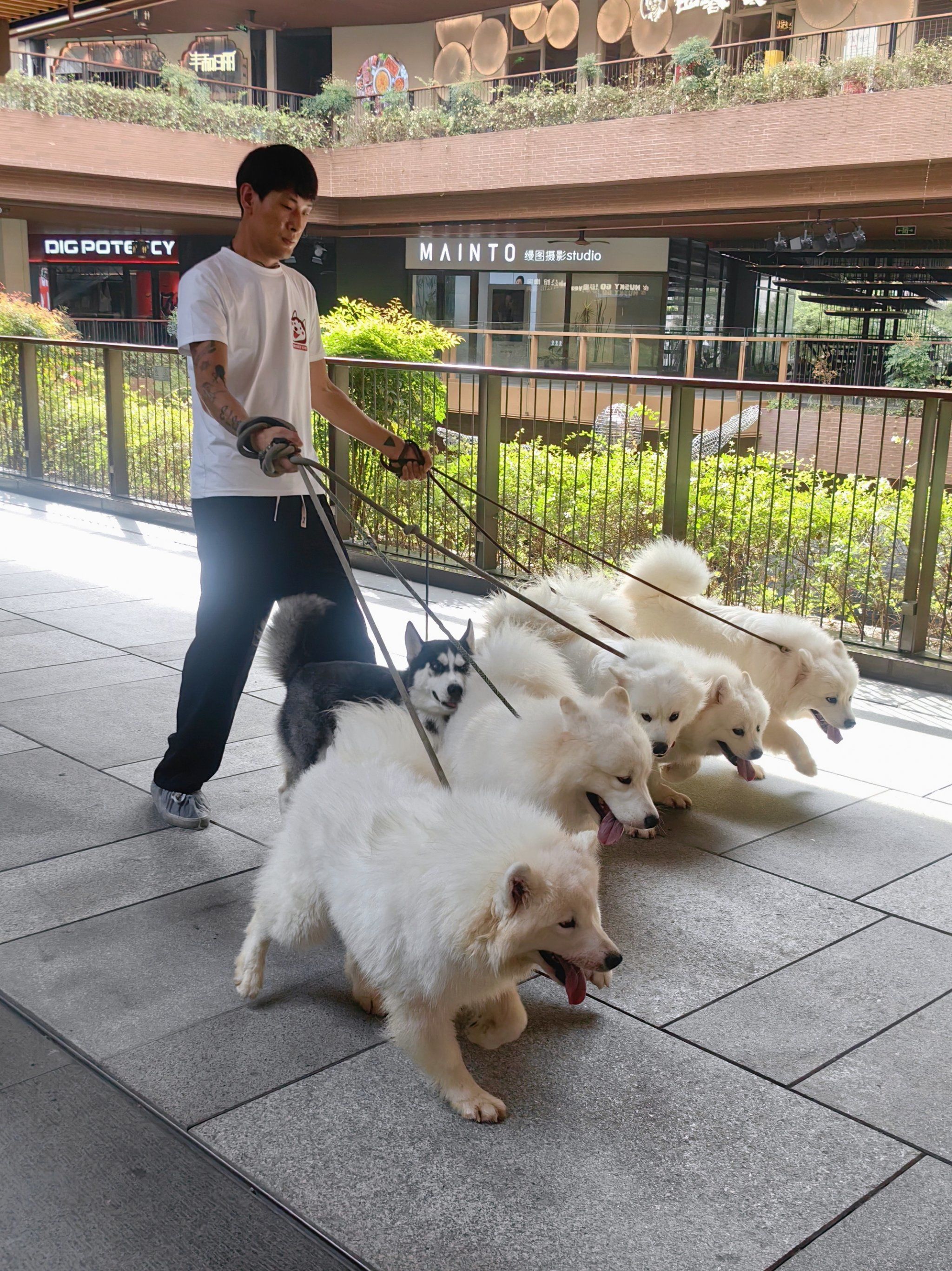 一个人 6只狗,你遛我 还是我遛你