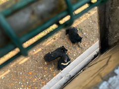-合肥野生动物园