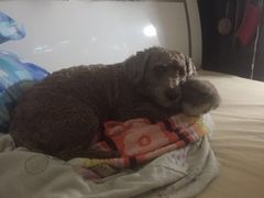 -美联众合动物医院·24h京西诊疗中心