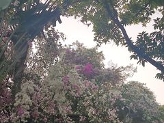 -深圳国际园林花卉博览园