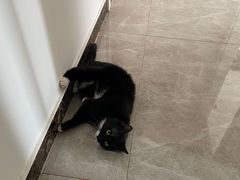 -中农国际动物医院24小时·猫科·骨科·急重症中心