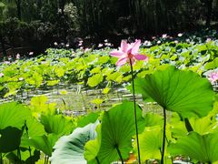 -莲湖公园