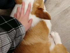 -浣熊柯尔鸭土拨鼠·电玩咖