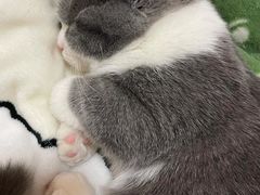 -爱侣宠医·鹦鹉专科·小型哺乳类·异宠专科(灵石路店)