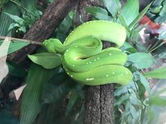 -悉尼海洋生物水族馆