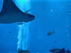 -亚特兰蒂斯•OSSIANO奥西亚诺海底餐厅