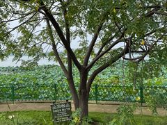 -金银湖国家城市湿地公园