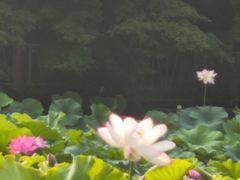 -嘉定紫藤园
