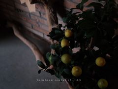 -春庄咖啡SpringHues(钟楼小区店)