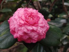 -中国科学院华南植物园