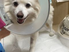 -北京观赏动物医院·24小时大型综合·猫专科·异宠专科