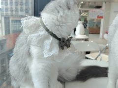 -怪兽屋·羊驼·猫咖·狗咖(俊华广场店)