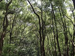 -苏州上方山国家森林公园