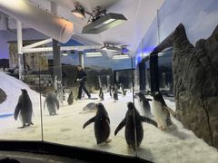 -悉尼海洋生物水族馆