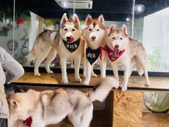 -Husky Go! 哈士奇体验馆·宠物咖啡厅狗咖