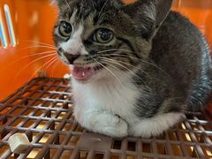 -四月宠物医院·猫专科·心脏专科·内科(转塘店)