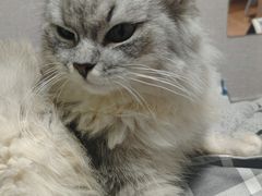 -瑞派康怡24h宠物医院·犬猫医疗中心·微创绝育(瑞景分院)