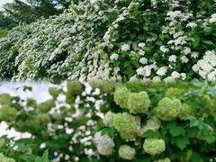 -上海辰山植物园