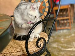 -猫猫幼稚园·撸猫·桌游·电玩