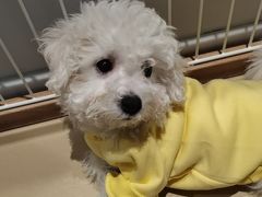 -翊宠yipet猫狗购宠庄园犬舍•猫舍