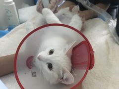 -康乐宝动物医院