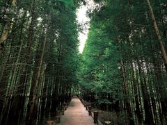 -桤木河湿地公园