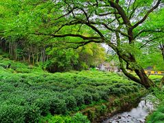 -杭州西湖风景名胜区-三生石