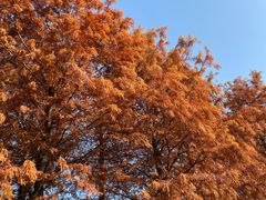 -上海园林（集团）有限公司总部办公楼