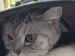 -创凡宠物医院·骨专科  猫科中心(西乡分院)