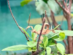 -上海大自然野生昆虫馆(东方明珠·爬宠昆虫探索中心)