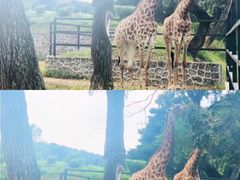 -沈阳森林动物园