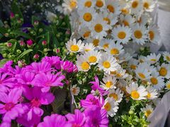 -金陵花卉交易市场