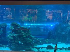 -迪拜水族馆及水下动物园