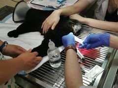 -艾贝尔宠物诊疗