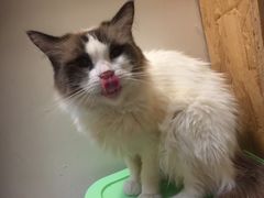 -猫色咖啡·猫咖