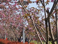 -高东镇樱花园