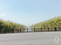 -黄海国家森林公园