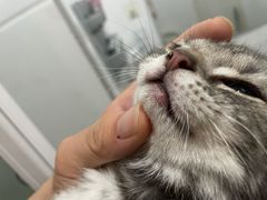 -小伙伴宠物医院•急重症转诊中心·老年专科·犬猫全科(北大街总院)