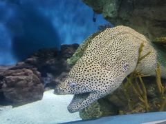 -上海海洋水族馆