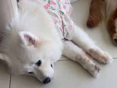 -怪兽屋·羊驼·猫咖·狗咖(俊华广场店)
