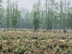 -上海长兴岛郊野公园