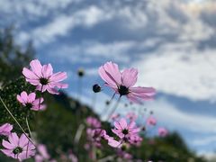 -黄龙山原始森林景区