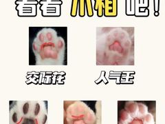 -Bastet sally猫舍购宠(静安店)