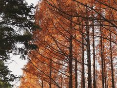 -国家植物园南园