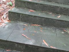 -羚羊峡古栈道森林公园