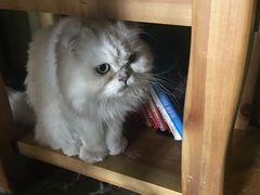 -猫猫幼稚园·撸猫·桌游·电玩